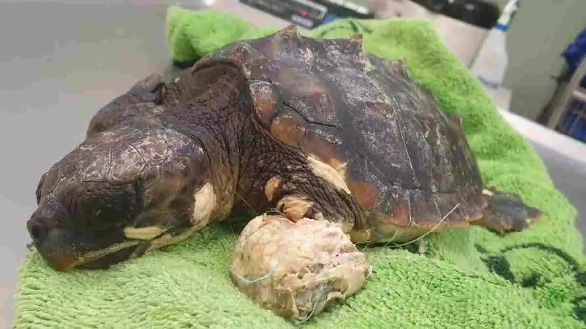 Una tortuga trobada al CRAM després de ser trobada a una platja de Sant Salvador