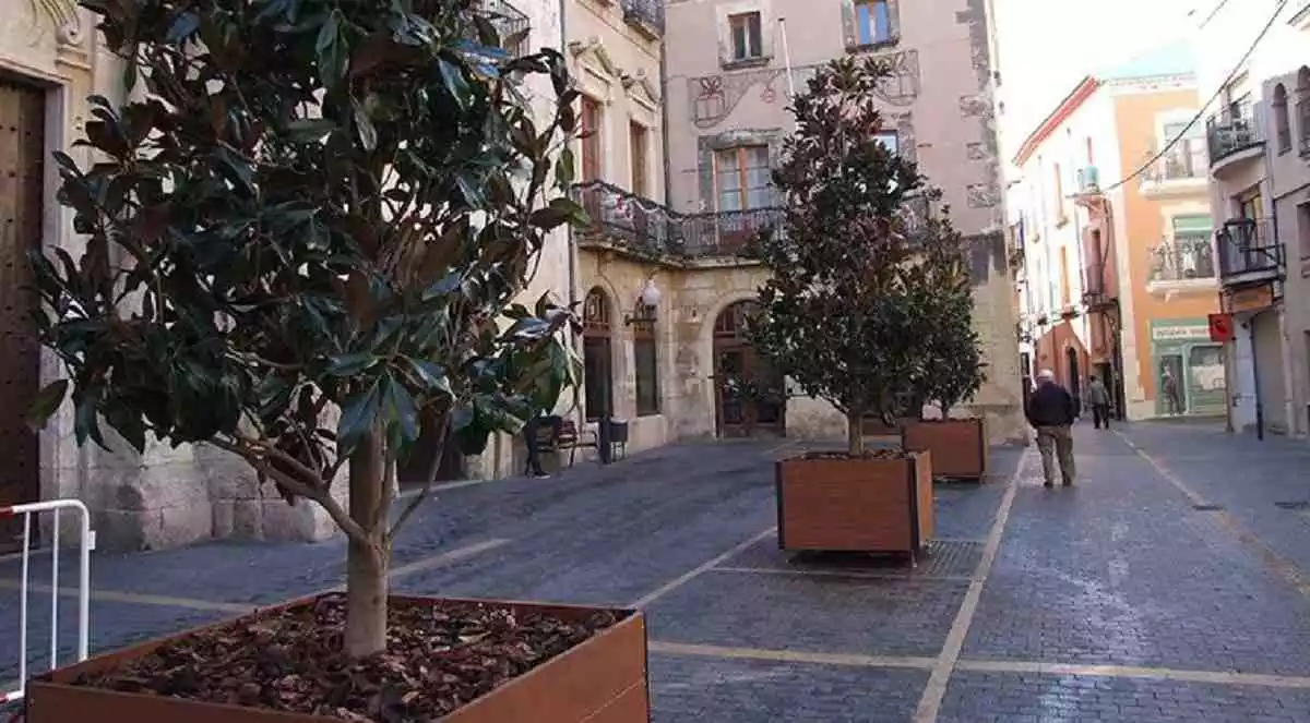 Les magnòlies situades a les torretes mòbils de la plaça Vella.