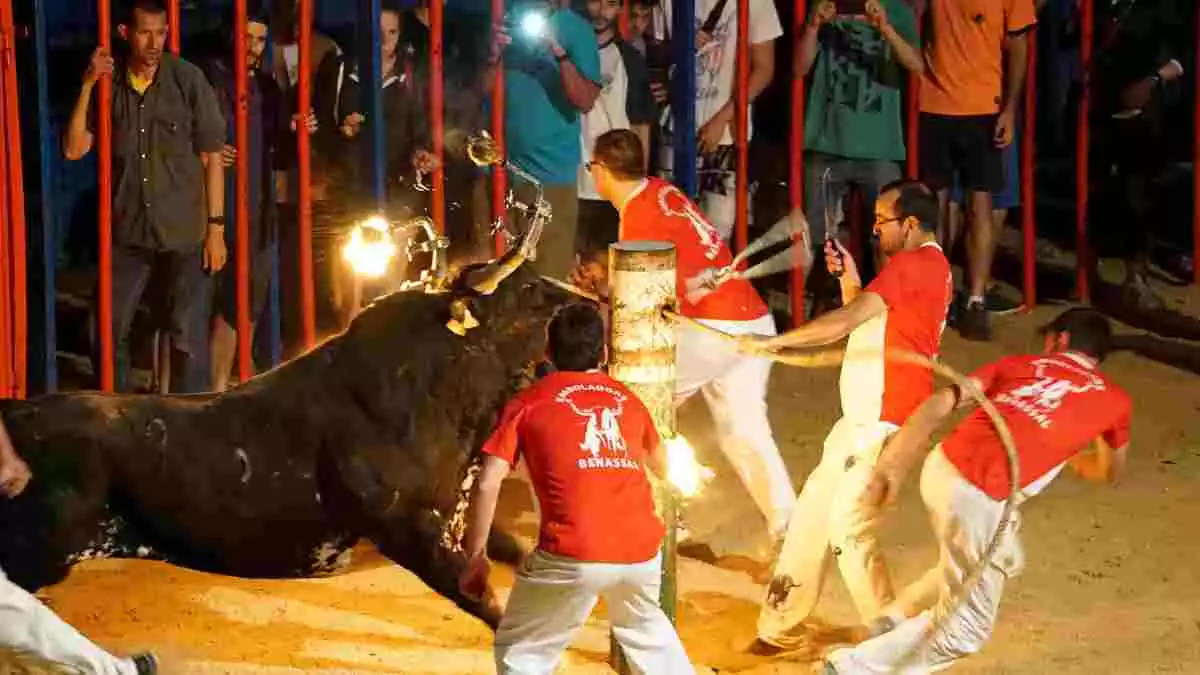 Un dels bous embolats del concurs que va tenir lloc al concurs de Sant Jaume d'Enveja el passat 25 de juny