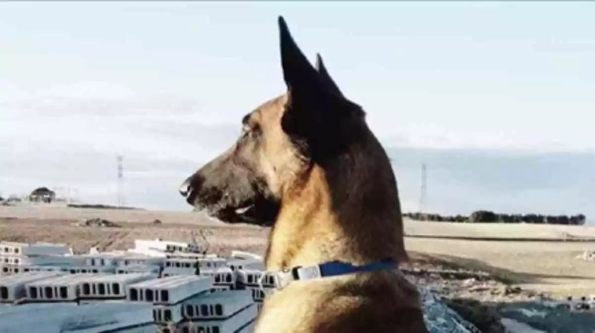 Robb, gos del Grup Caní de Recerca dels Bombers de la Generalitat