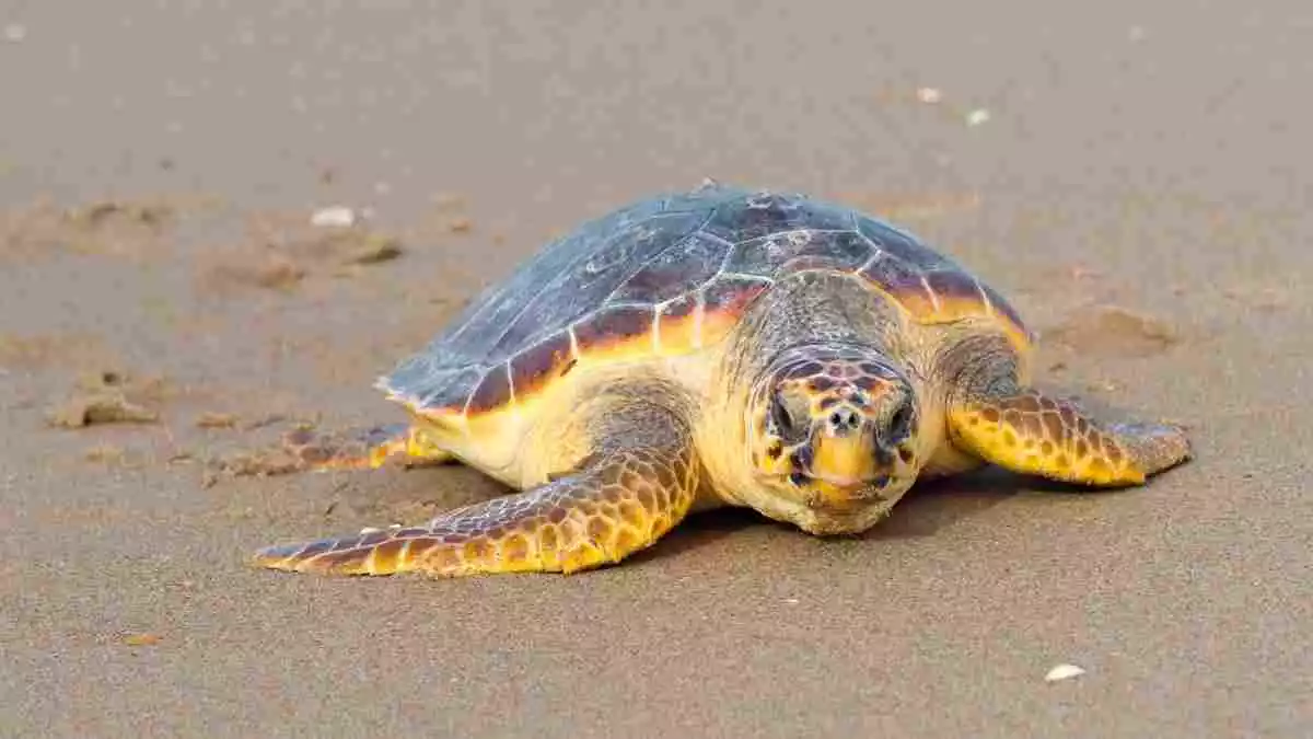 Imatge d'arxiu d'una tortuga babaua