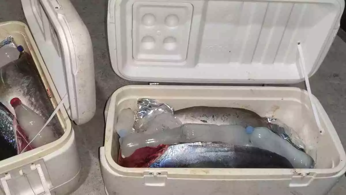 Les neveres amb les tonyines vermelles confiscades per la Guàrdia Civil a un pescador a l'Hospitalet de l'Infant