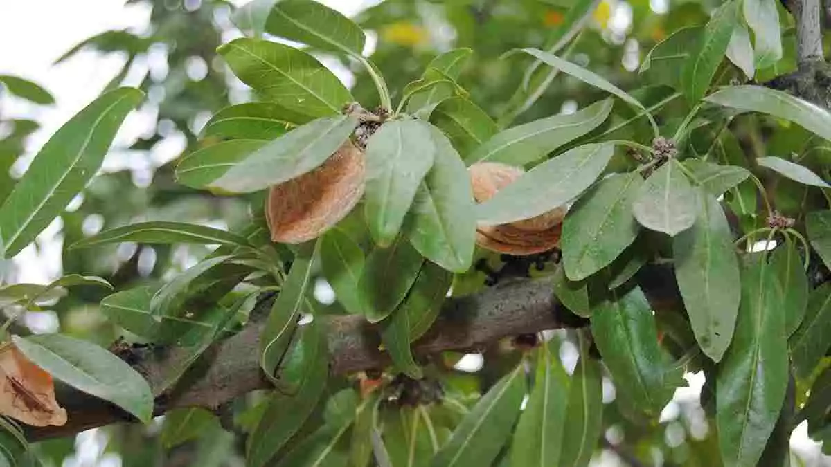 Imatge d'arxiu d'ametlles en un arbre.