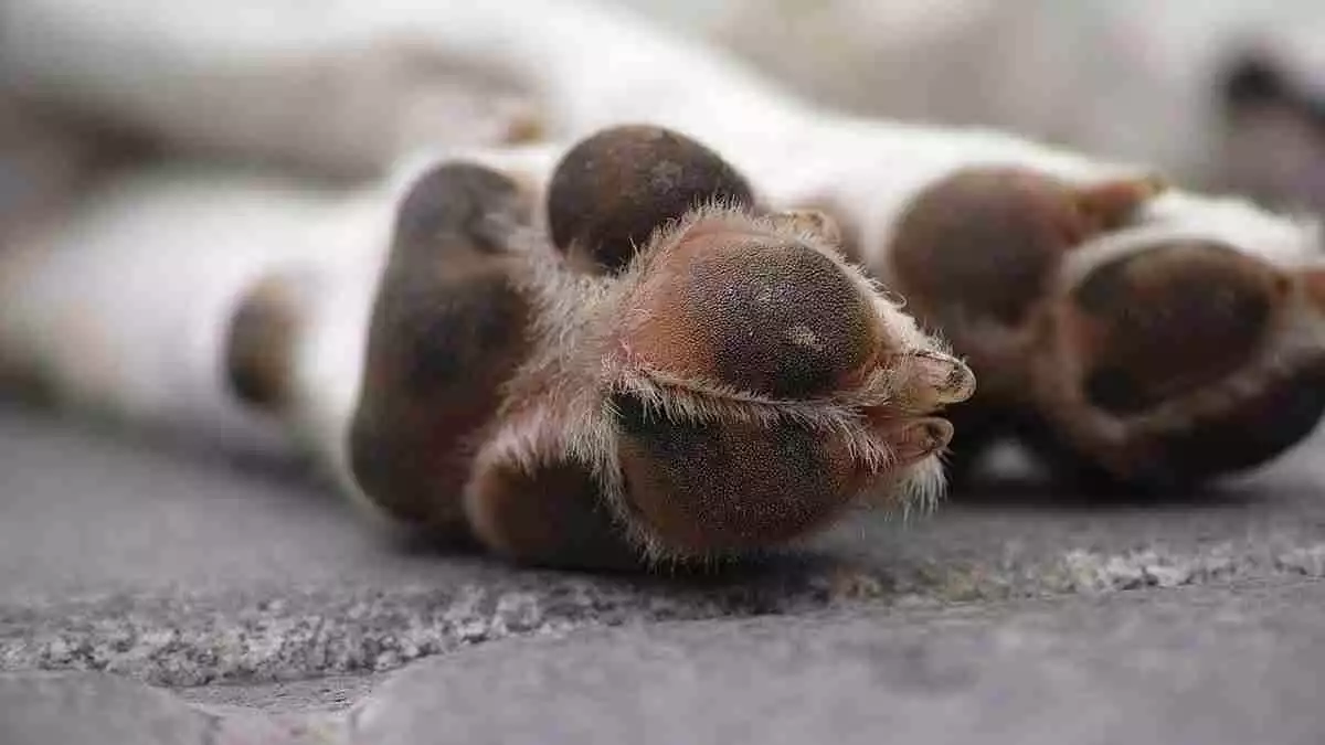 Imatge d'arxiu de les potes d'un gos estirat a terra
