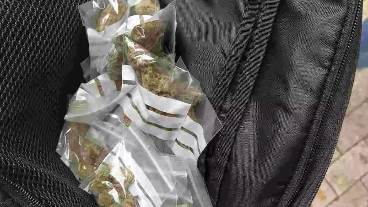 Imatge de diverses bossetes de marihuana