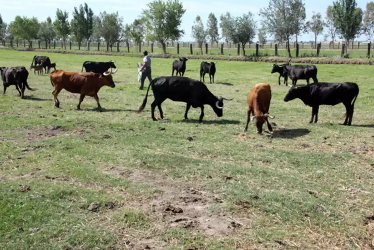 Pedró Fumadó, propietari de la ramaderia de bous braus, 'Lo Xarnego', donant menjar a un ramat de toros