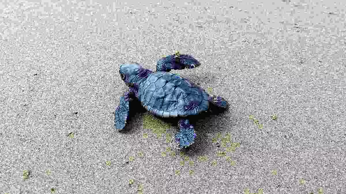 Pla general d'una de les cries de tortuga careta a la platja de la barra del Trabucador.