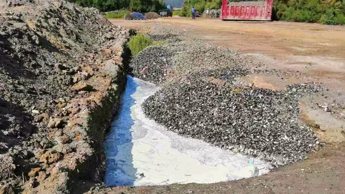 Abocaments de restes aqüícoles en uns terrenys de Sant Carles de la Ràpita denunciats pels Mossos