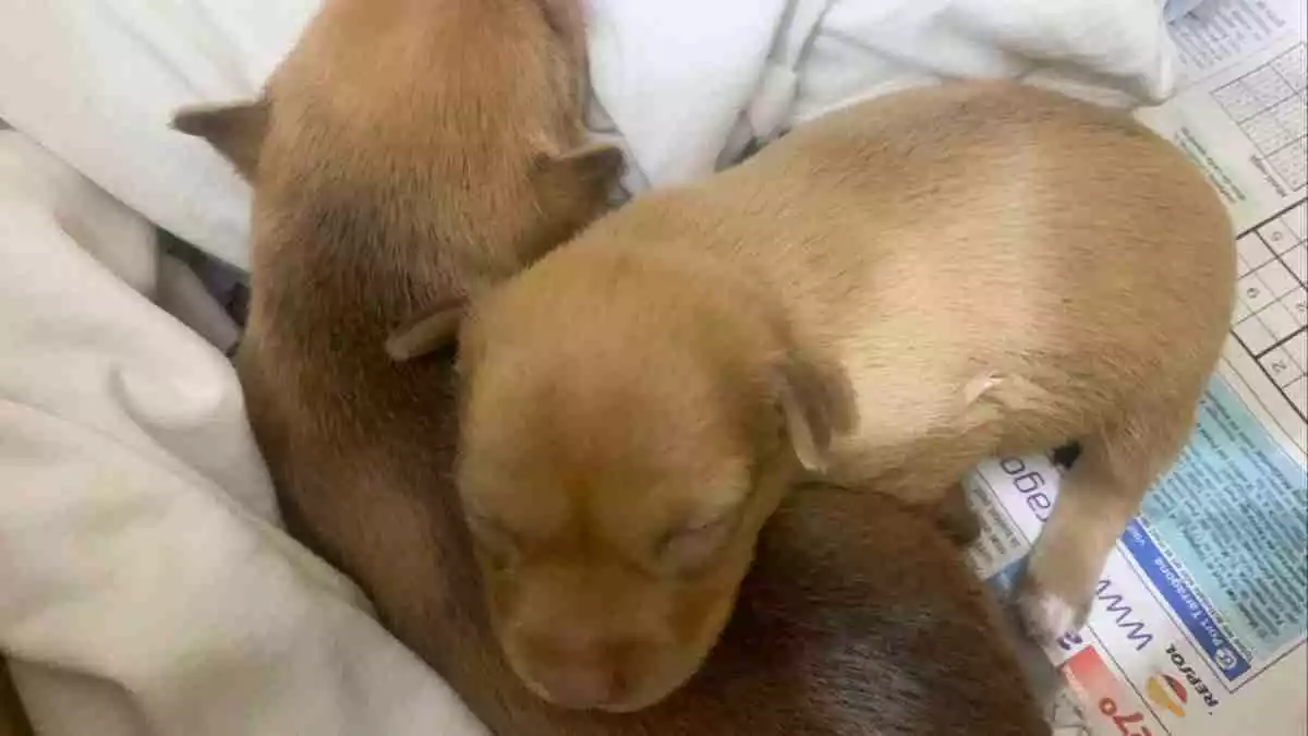 Imatge dels dos cadells de gos abandonats en un sac a Riudoms