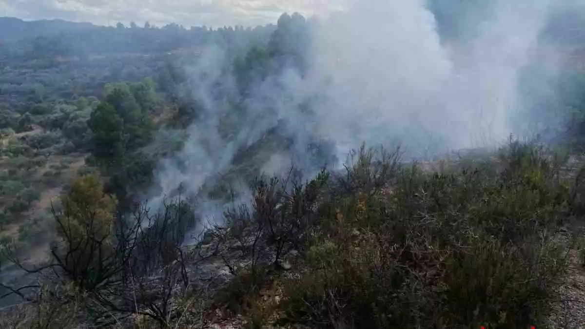 Incendi forestal al terme municipal d'Ascó