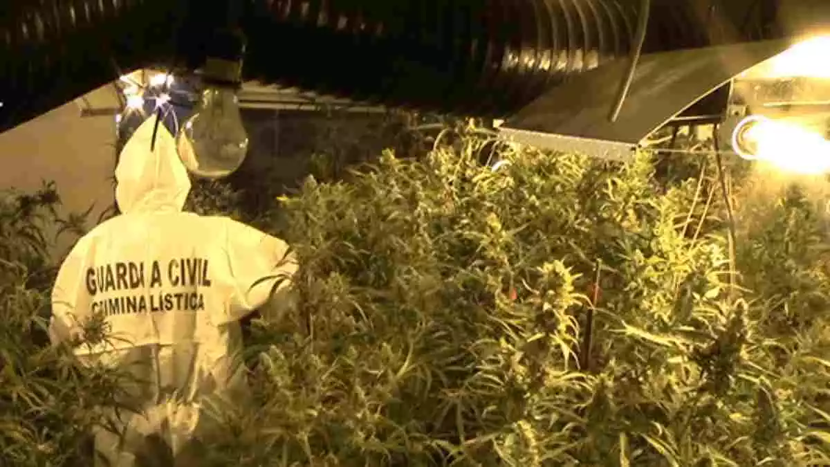 La plantació interior de marihuana localitzada per la Guàrdia Civil a l'altell d'un immoble d'Almacelles