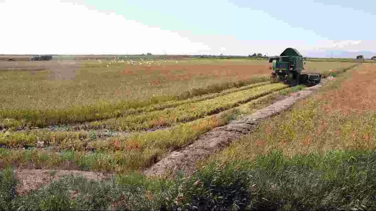 Pla general d'una segadora segant l'arròs en un dels arrossars del Delta de l'Ebre