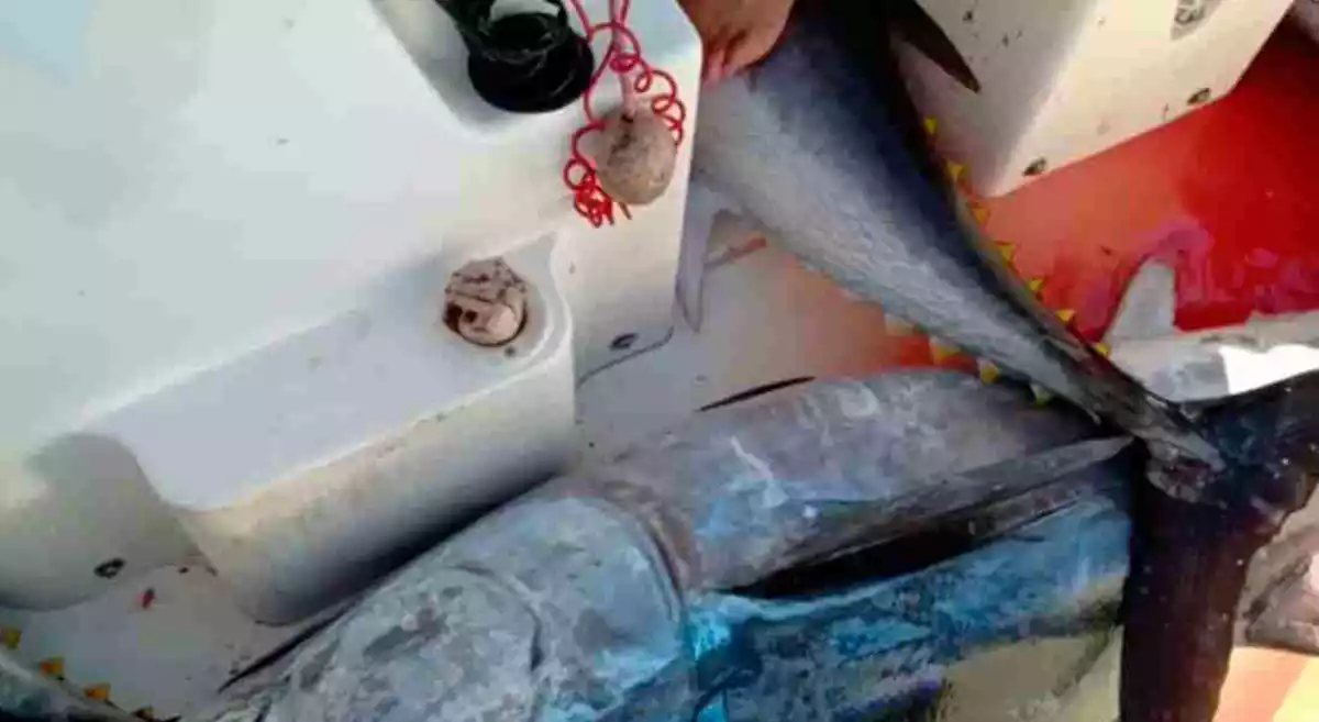 Pla tancat dels exemplars de tonyina roja capturats il·legalment per una embarcació recreativa a Salou.