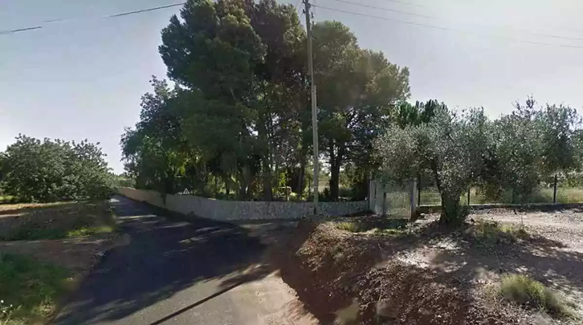 Un camí asfaltat entre dues finques amb oliveres