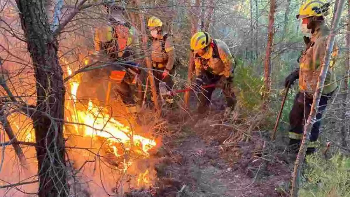 Els Bombers de la Generalitat apagant unes flames de l'incendi forestal a Tivissa