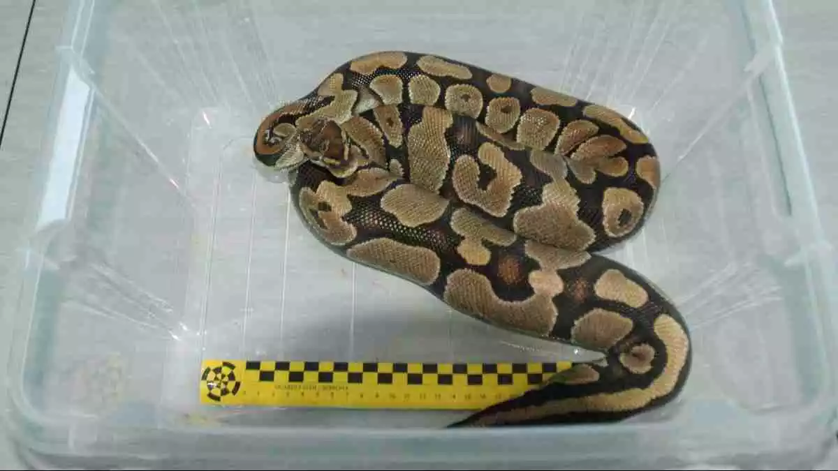 Imatge de la serp pitó localitzada en una botiga d'animals de Tarragona