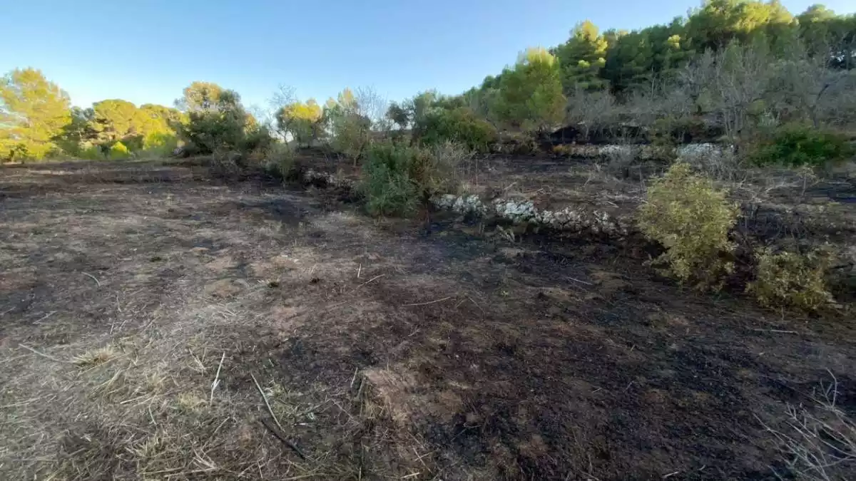 Imatge de l'incendi a Móra d'Ebre, ja extingit