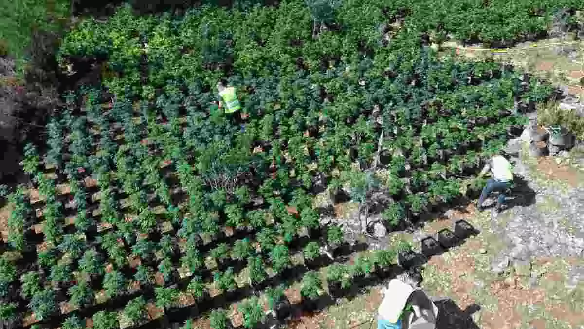 Imatge d'una plantació de marihuana a Vandellòs