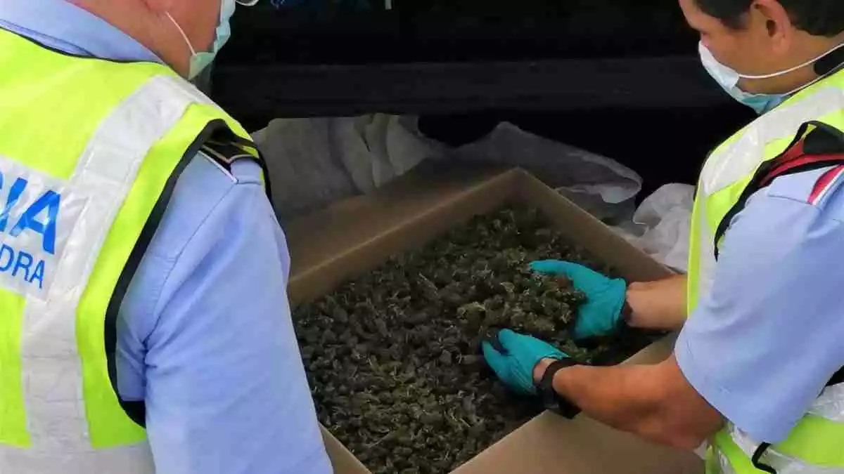 Imatge d'uns cabdells de marihuana trobats en un vehicle a Valls