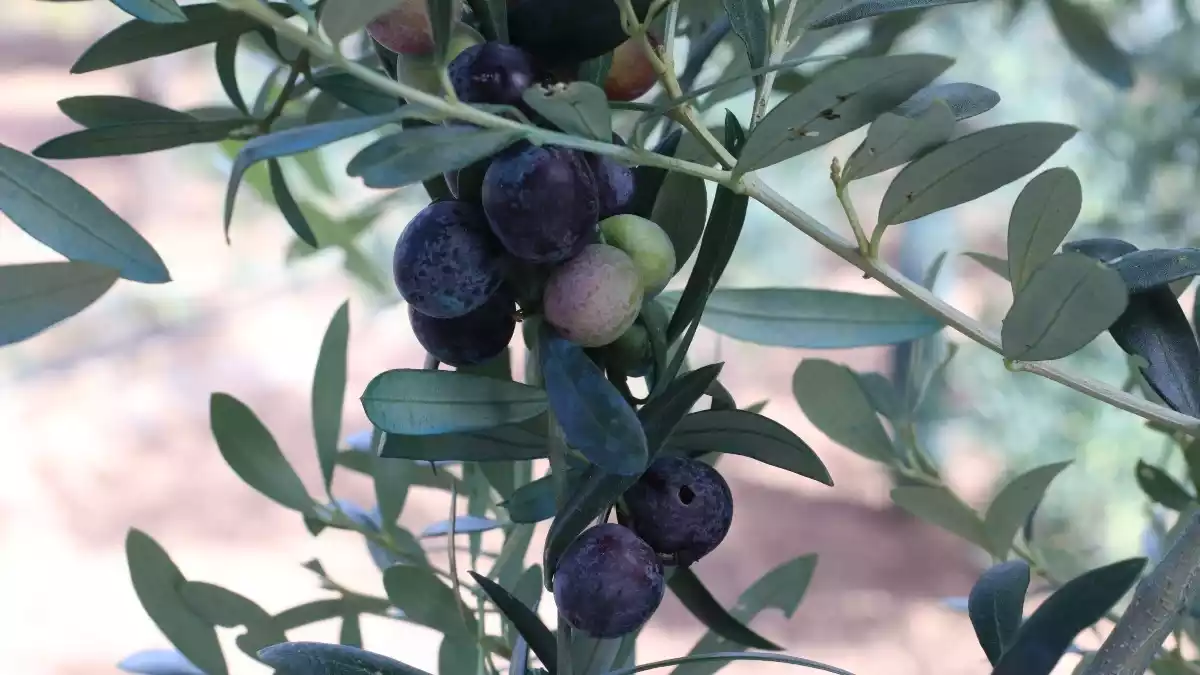 Olives arbequines discover