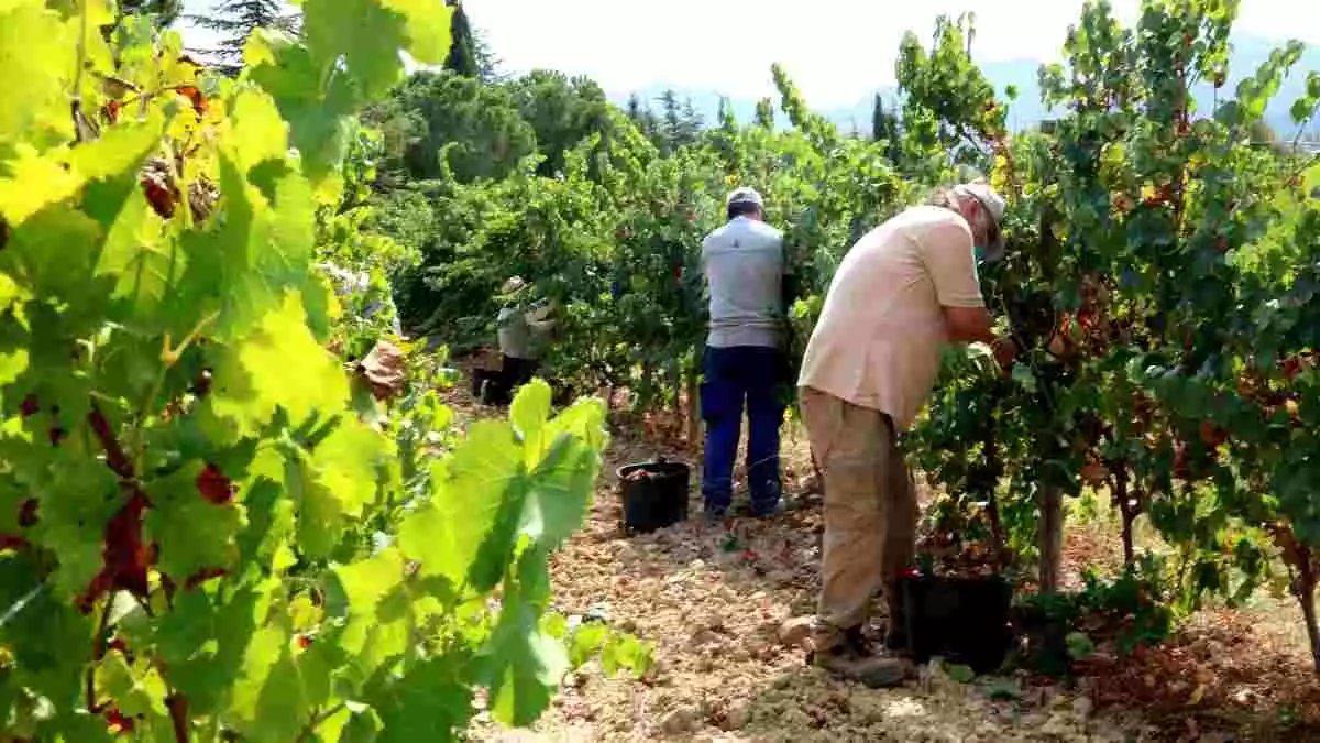 Pla general de diversos temporers treballant a la vinya amb mascaretes durant la verema 2020.
