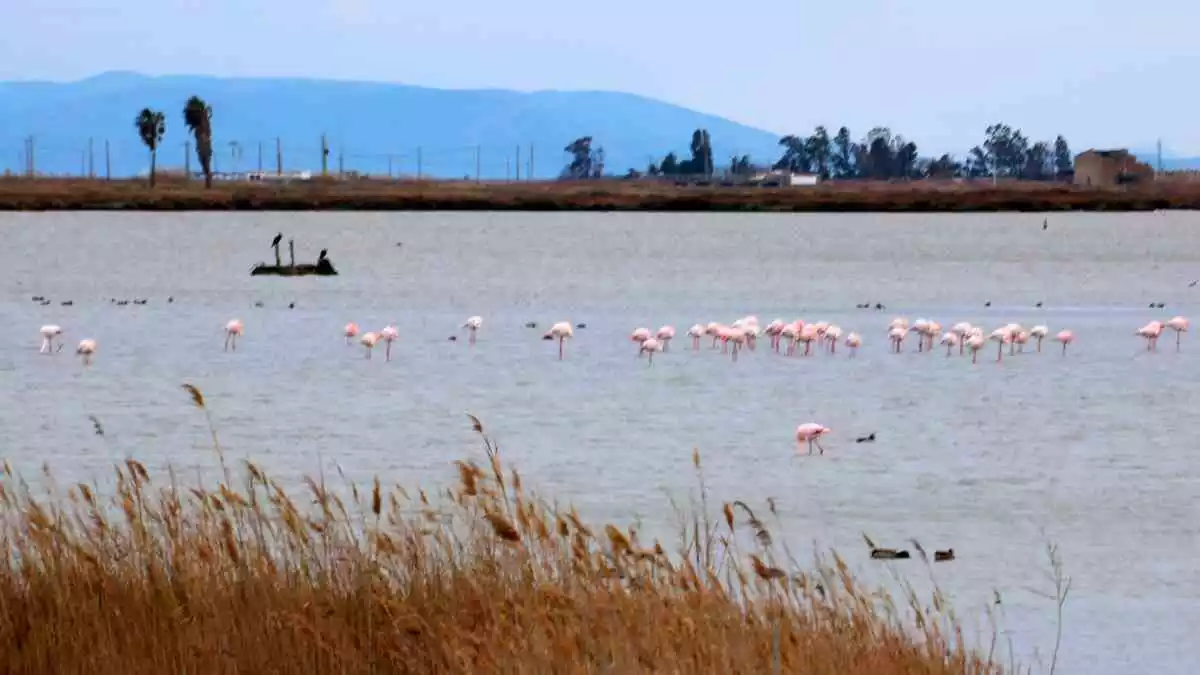 Pla general de flamencs a la llacuna de l'Encanyissada