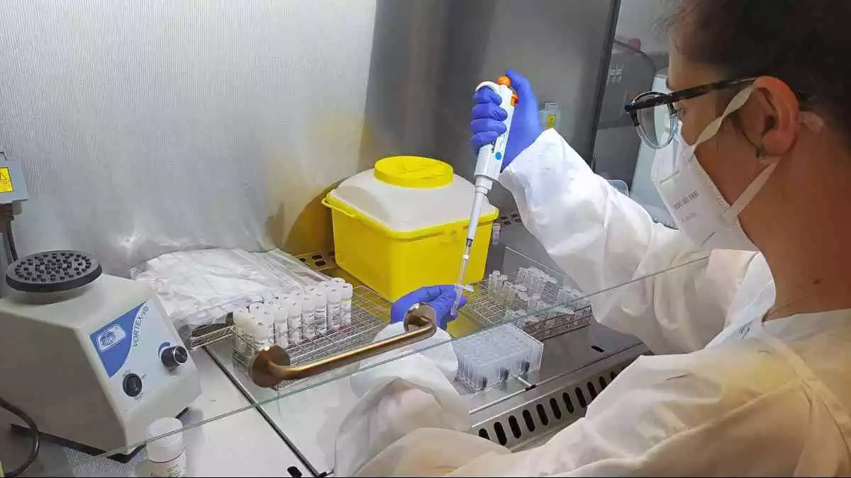 Pla mitjà d'una professional processant mostres de PCR