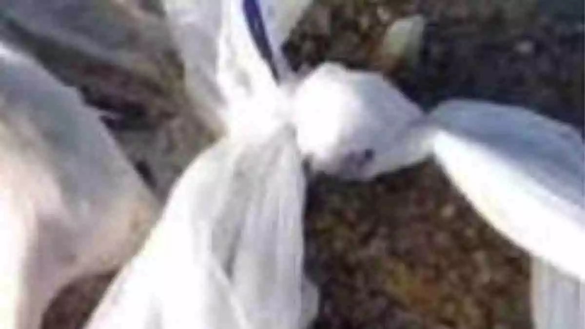 Troben els cadàvers de 3 nadons de gat lligats dins una bossa de plàstic al canalet de Deltebre