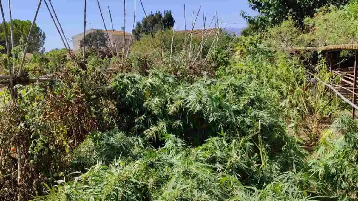 Una plantació de marihuana camuflada entre l'horta
