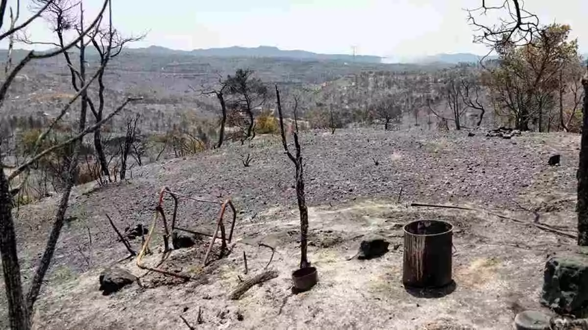 Imatge dels terrenys cremats després de l'incendi de la Ribera d'Ebre, l'estiu del 2019