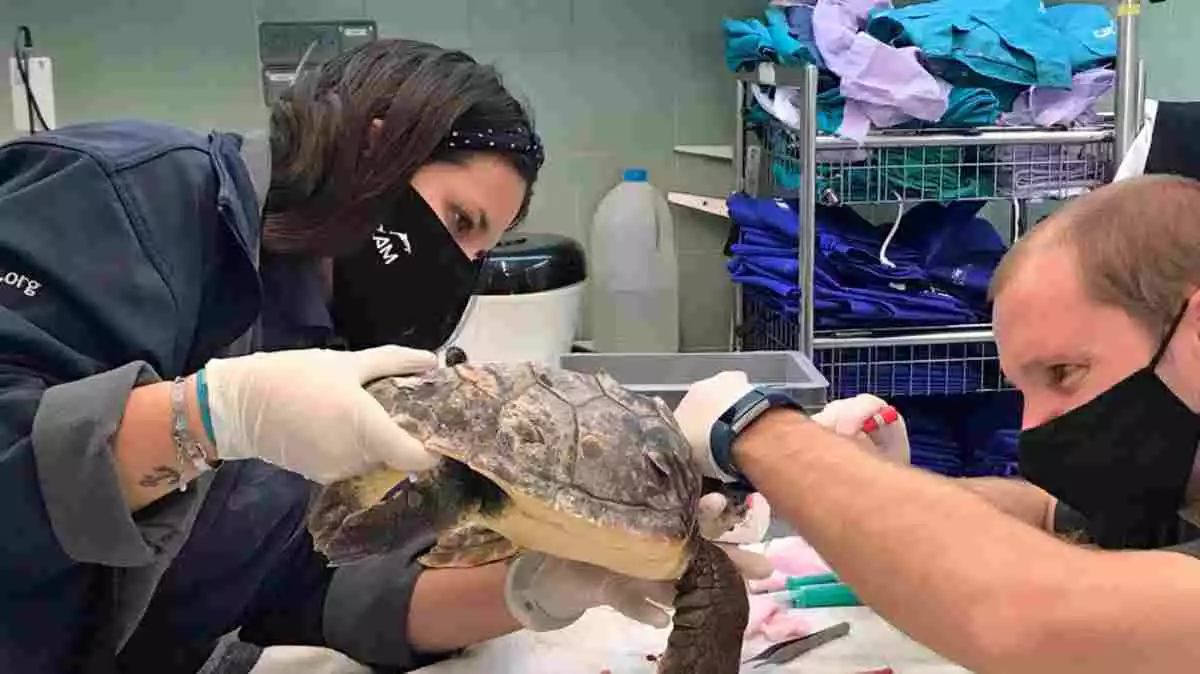 Imatge d'una tortuga, rescatada per la Fundació CRAM