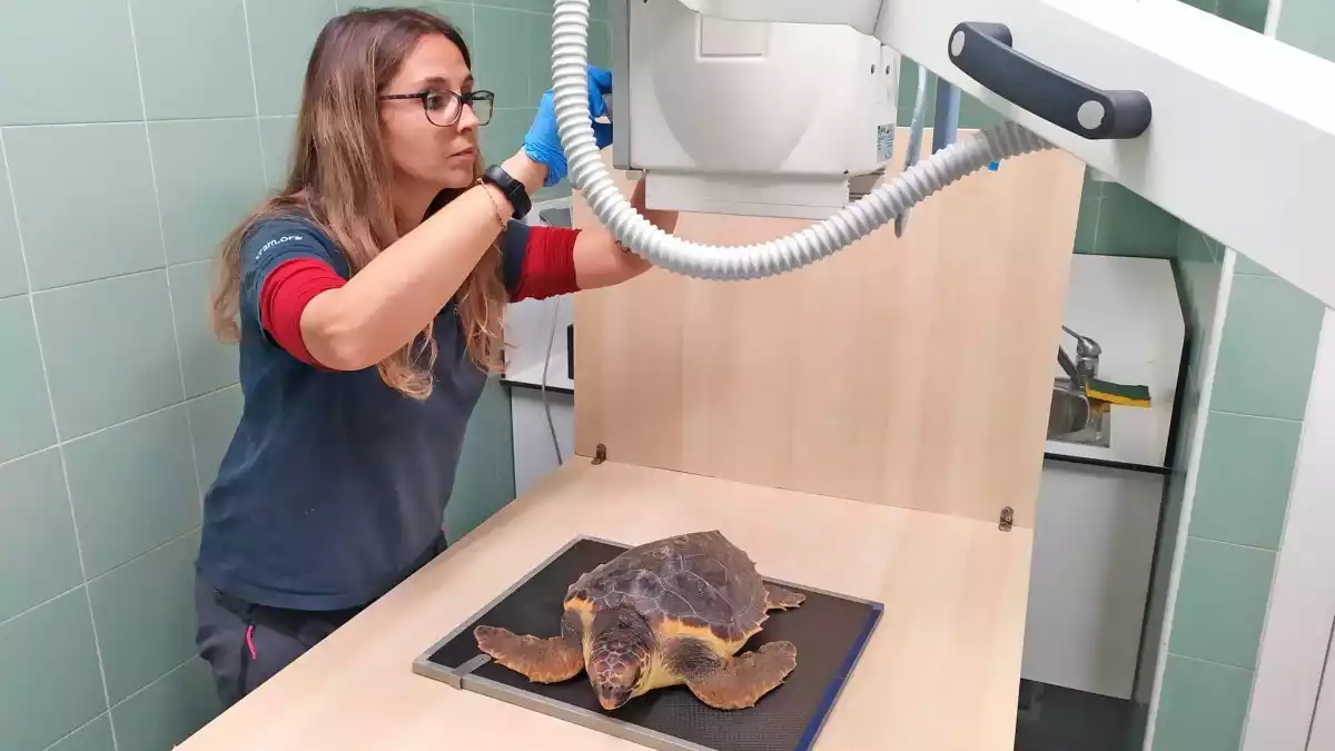 La tortuga marina trobada a Sant Carles de la Ràpita discover