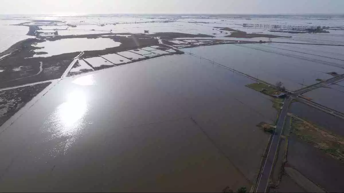 Pla aeri d'arrossars inundats amb aigua del mar a la zona de la Marquesa, al delta de l'Ebre.