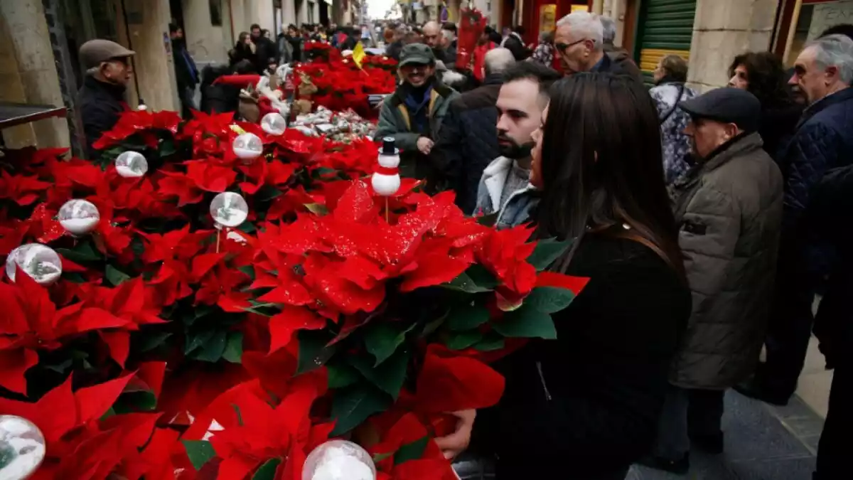 Plantes de Nadal al mercat de Valls