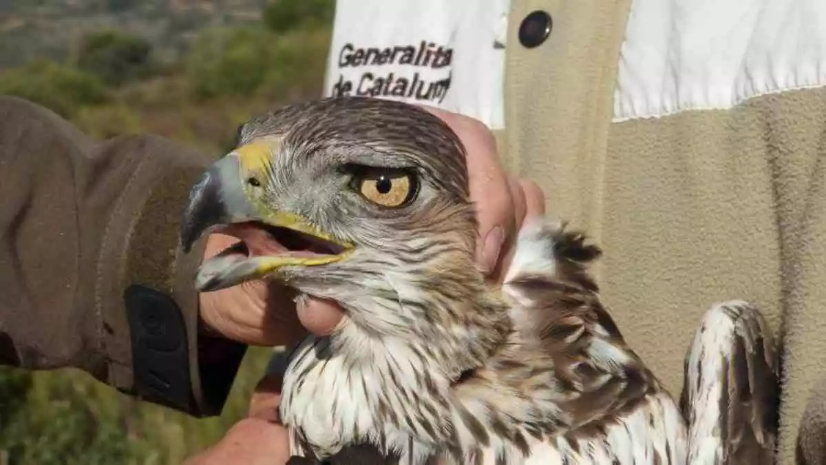 Primer pla del rostre d'un exemplar d'àguila cuabarrada de la qual es farà un seguiment al Parc Natural del Montsant.