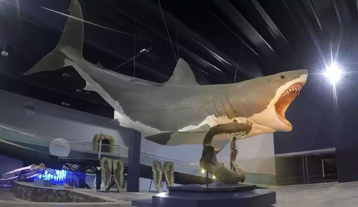 Reproducció d'un megalodon.