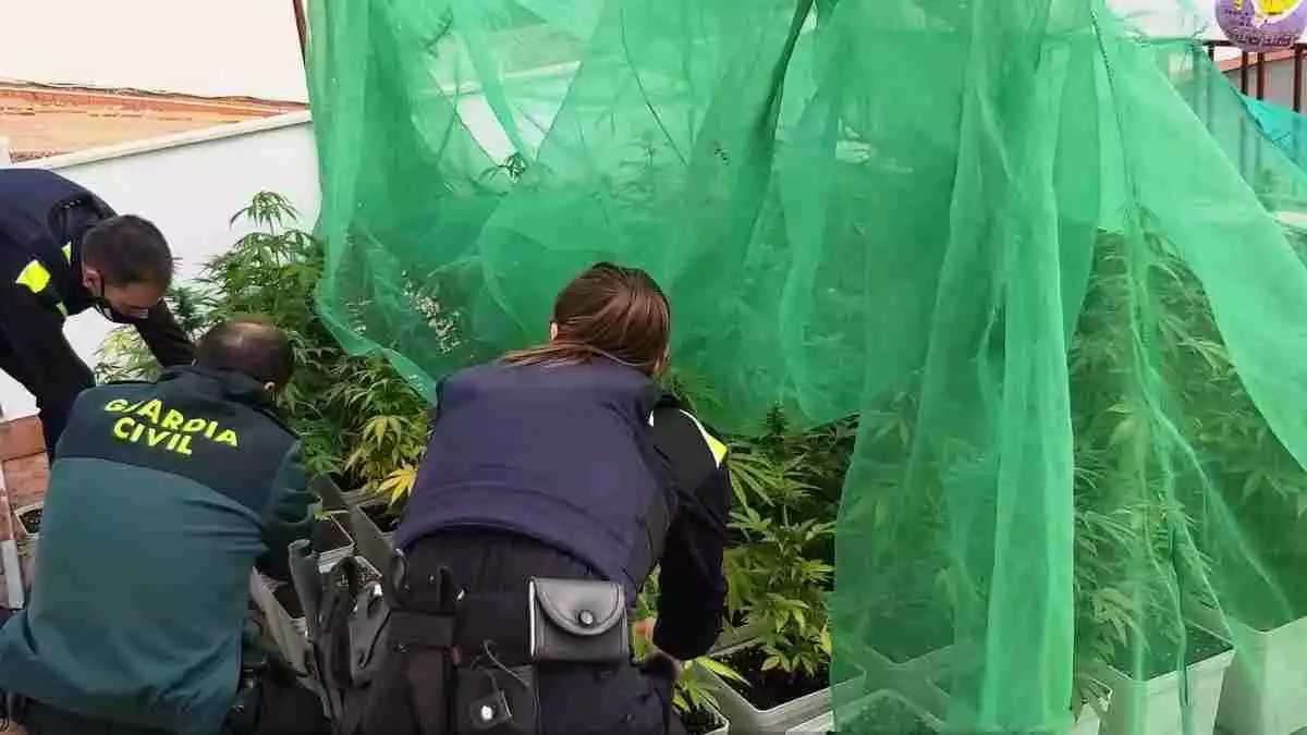 Tres policies desmantellant una plantació de marihuana