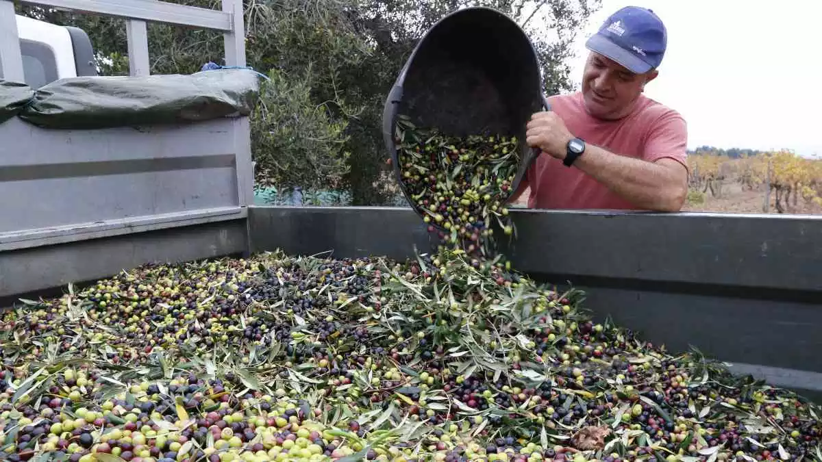 Un pagès abocant olives al remolc en una finca a Valls