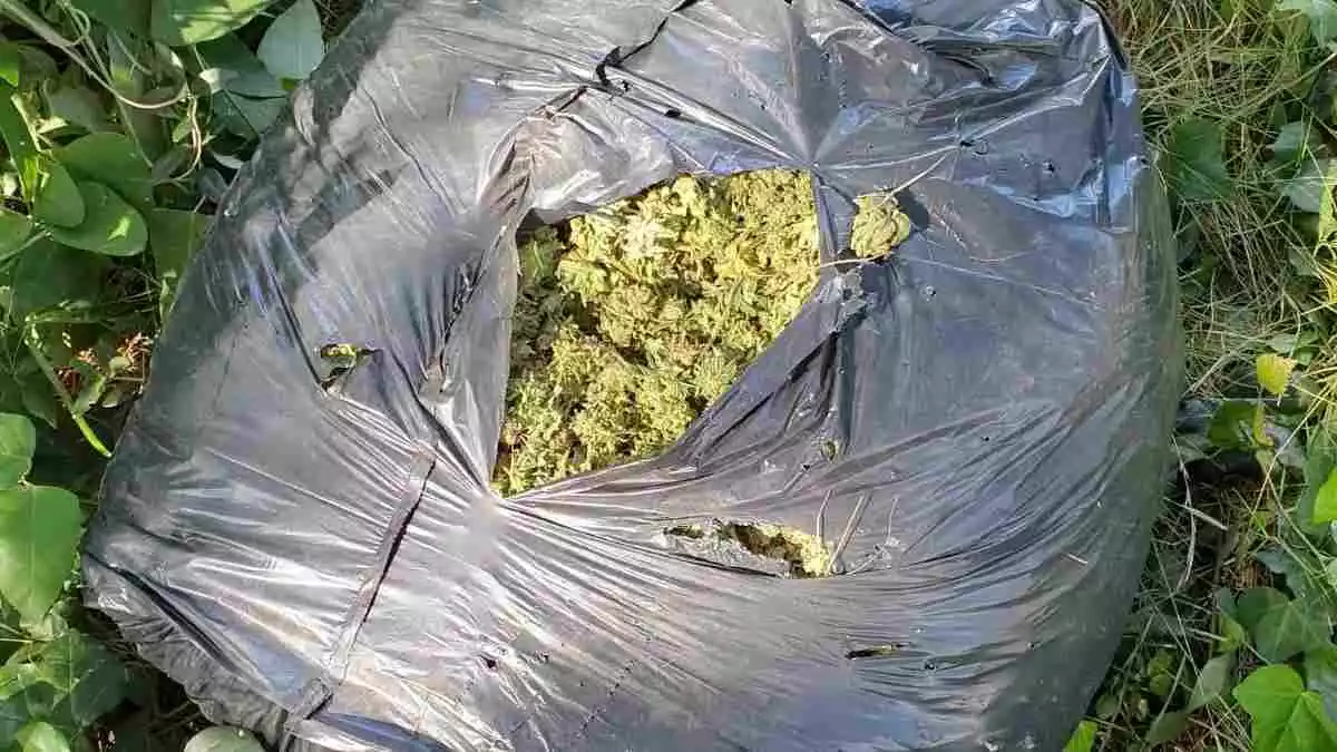 Detall d'una bossa industrial plena de cabdells de marihuana
