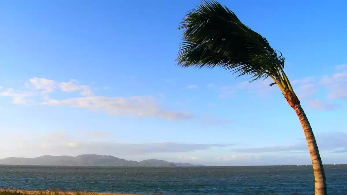 Imatge d'arxiu d'una palmera movent-se pel fort vent