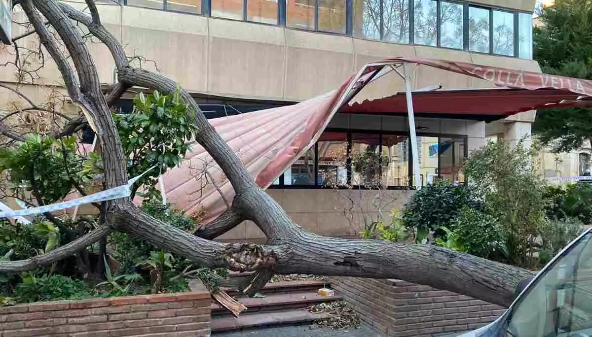 Imatge de l'arbre que ha caigut sobre la terrassa del bar de la Colla Vella Xiquets de Valls
