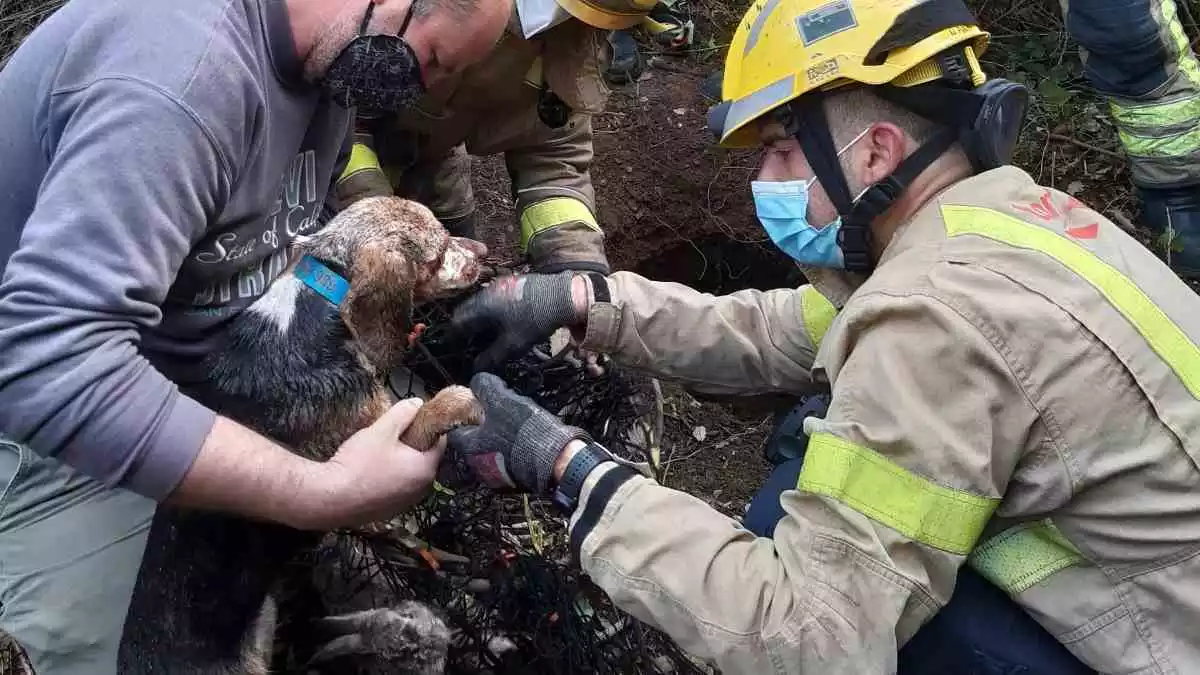 Imatge dels Bombers amb l'amo i el gos, un cop rescatat, a Vilallonga del Camp