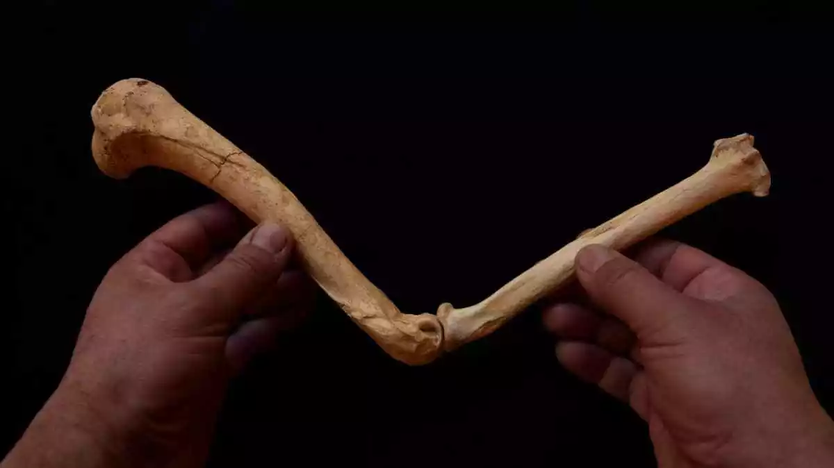 Imatge dels ossos de lleopard trobats a la cova del Cudó de Mont-ral