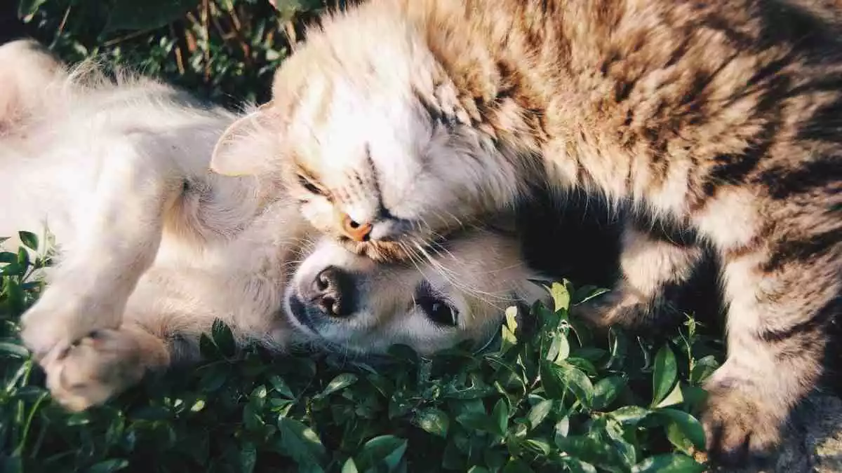 Imatge d'un gos i un gat