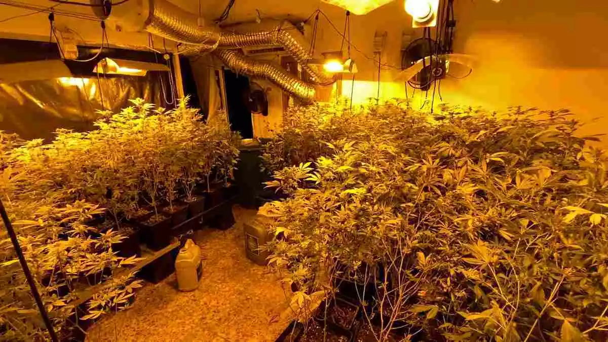 Imatge d'una plantació interior de marihuana