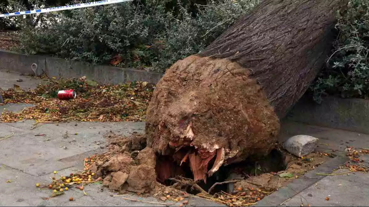 Pla detall de la soca d'un arbre caigut pel fort vent