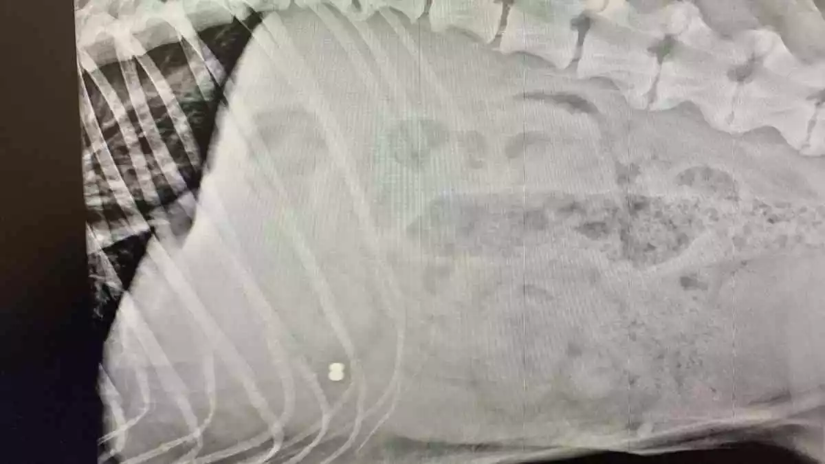 Radiografia gossa ferida per un tret al Catllar