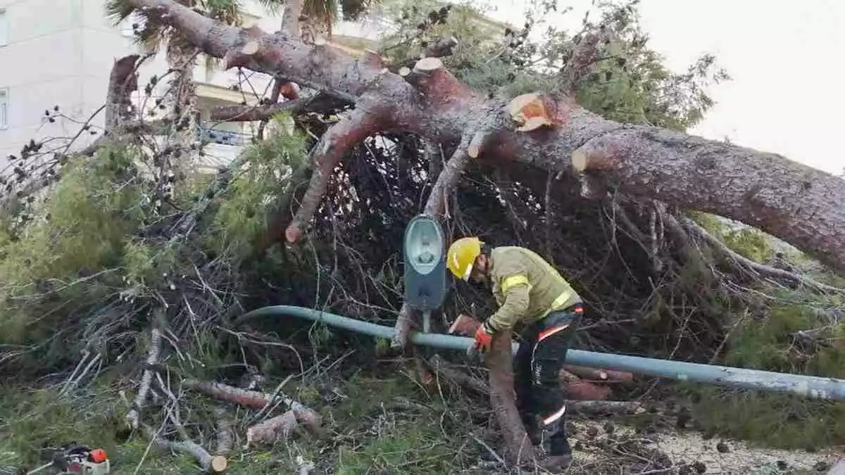 Imatge de l'arbre caigut a Cunit que tallava l'avinguda de Juli Cèsar
