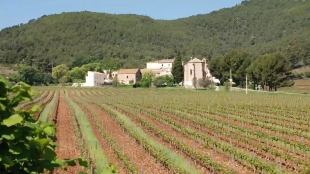 Imatge del paisatge de vinyes, en algun punt del Baix Penedès