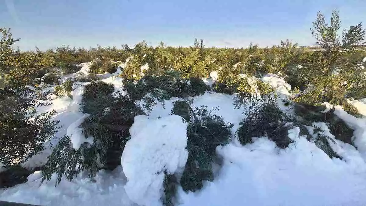 Imatge d'oliveres malmeses per la nevada a la DOP Les Garrigues, el 15 de gener